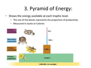 3. Pyramid of Energy:
• Shows the energy available at each trophic level.
– The size of the blocks represents the proportion of productivity
– Measured in Joules or Calories
 