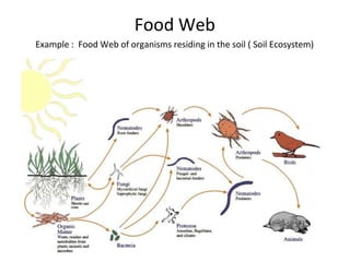 Food Web
•
Example : Food Web of organisms residing in the soil ( Soil Ecosystem)
 