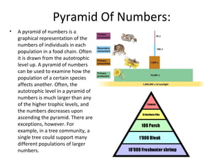 Pyramid Of Numbers: 
• A pyramid of numbers is a 
graphical representation of the 
numbers of individuals in each 
populat...