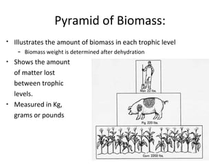 Pyramid of Biomass: 
• Illustrates the amount of biomass in each trophic level 
– Biomass weight is determined after dehyd...