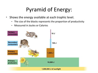 Pyramid of Energy: 
• Shows the energy available at each trophic level. 
– The size of the blocks represents the proportio...