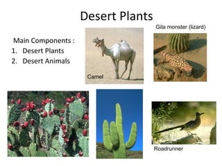 Desert Plants 
Main Components : 
1. Desert Plants 
2. Desert Animals 
Gila monster (lizard) 
Roadrunner 
Camel 
 