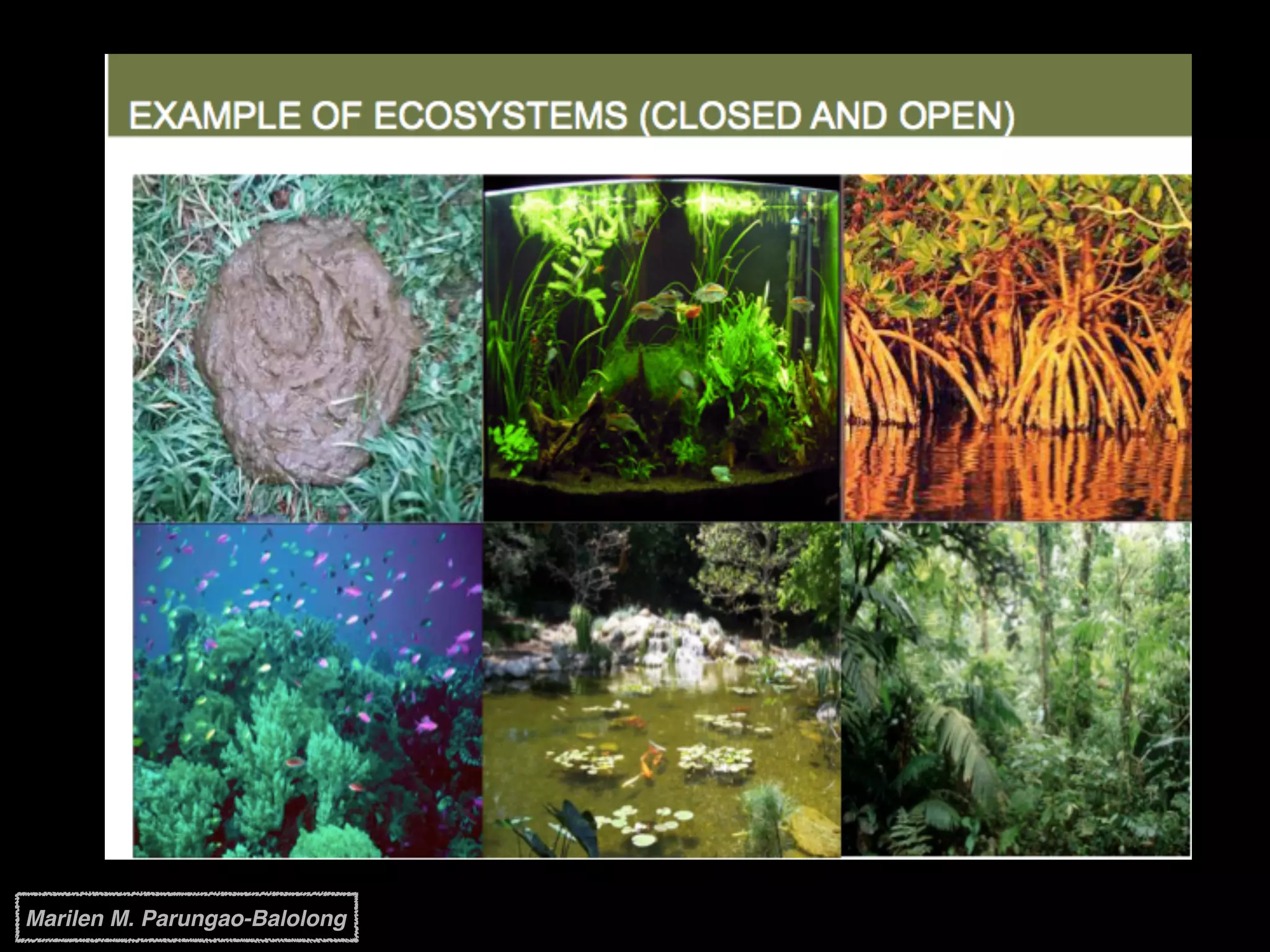 Marilen M. Parungao-Balolong
 