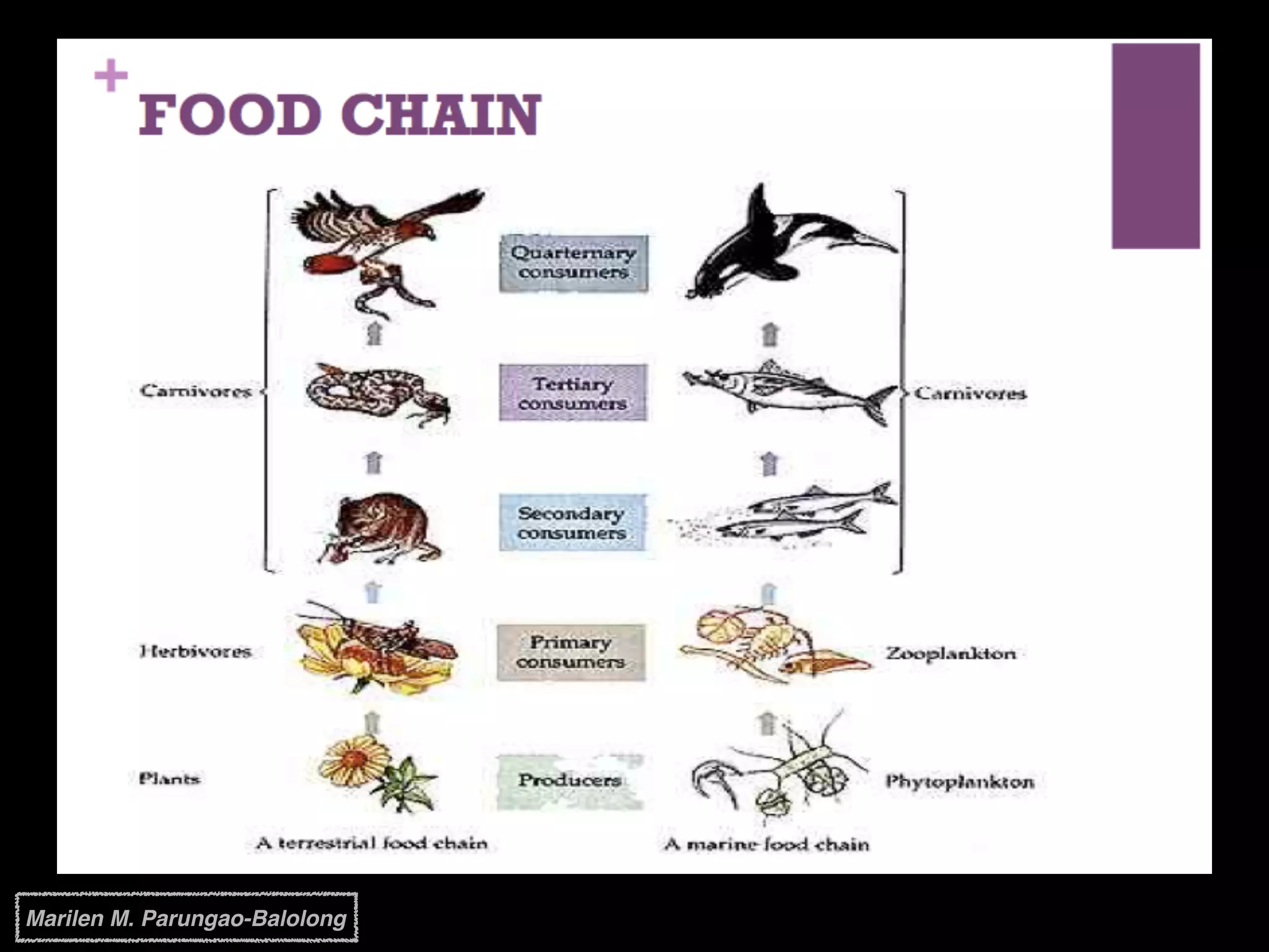 Marilen M. Parungao-Balolong
 