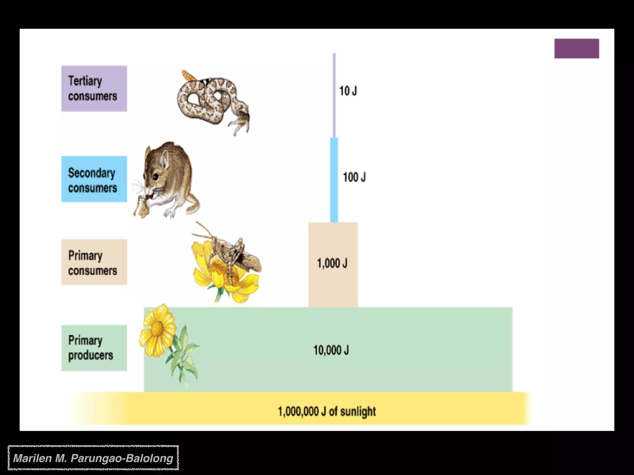 Marilen M. Parungao-Balolong
 