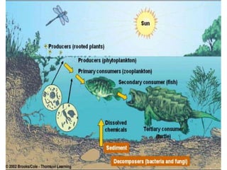 Ecology and ecosystem new