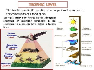 Ecology and ecosystem new