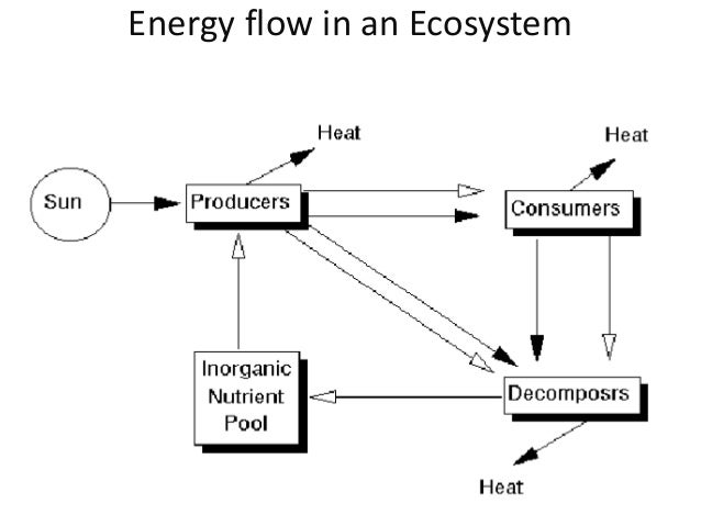 Energy Flow Chart In Ecosystem