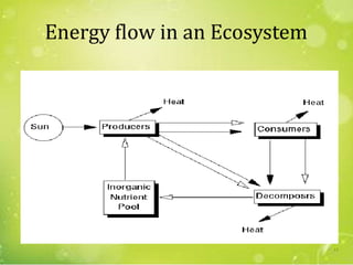Energy flow in an Ecosystem
13
 