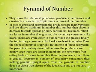 Pyramid of Number
They show the relationship between producers, herbivores, and•
carnivores at successive tropic levels in terms of their number.
In case of grassland ecosystem the producers are mainly grasses
decrease towards apex as primary consumers like mice, rabbit
are lesser in number than grasses, the secondary consumers like
lizard, snake, are even lesser in number than the grasses, finally
the top tertiary consumers like hawks are least in number. Thus
the shape of pyramid is upright. But in case of forest ecosystem
the pyramids is always inverted because the producers are
mainly large trees, are lesser in numbers, the herbivores fruit
eating birds are more in number than the producers, then there
is gradual decrease in number of secondary consumers thus
making pyramid upright again. Thus the pyramid of number
does not give a true picture of the food chain and are not very
functional.
•
and are always maximum in number this number then shows a
22
 