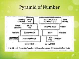 Pyramid of Number
23
 