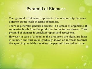 Pyramid of Biomass
• The pyramid of biomass represents the relationship between
different tropic levels in terms of biomass.
There is generally gradual decrease in biomass of organisms at
successive levels from the producers to the top carnivores. Thus
pyramid of biomass is upright for grassland ecosystem.
However in case of a pond as the producers are algae, are least
in number and this value gradually shows an increase towards
the apex of pyramid thus making the pyramid inverted in shape.
•
•
24
 