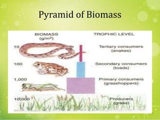 Pyramid of Biomass
25
 