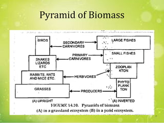 Pyramid of Biomass
26
 