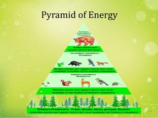Pyramid of Energy
28
 