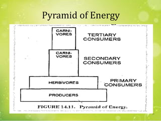 Pyramid of Energy
29
 