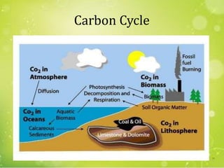 Carbon Cycle
34
 