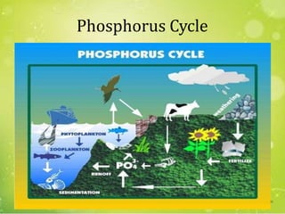 Phosphorus Cycle
38
 