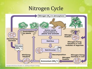 Nitrogen Cycle
40
 