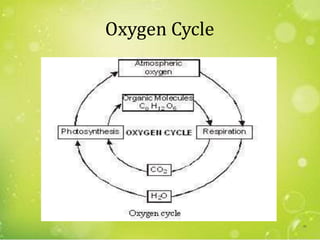 Oxygen Cycle
46
 