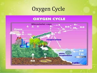 Oxygen Cycle
47
 