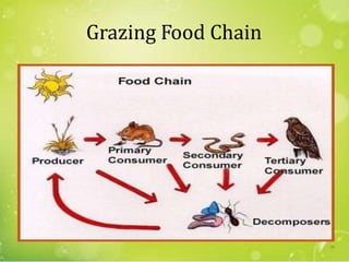 Grazing Food Chain
50
 