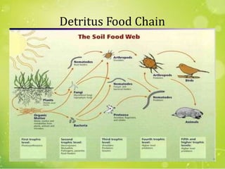 Detritus Food Chain
51
 