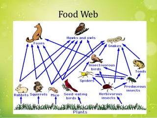 Food Web
53
 