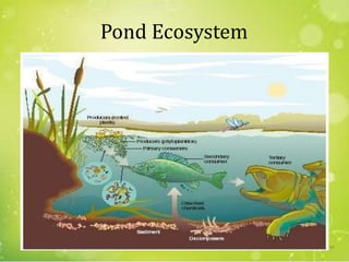 Pond Ecosystem
61
 