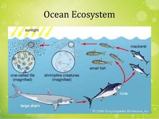 Ocean Ecosystem
63
 
