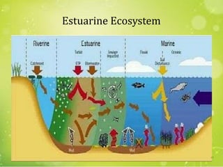 Estuarine Ecosystem
65
 