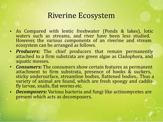Riverine Ecosystem
• As Compared with lentic freshwater (Ponds & lakes), lotic
waters such as streams, and river have been less studied.
However, the various components of an riverine and stream
ecosystem can be arranged as follows.
• Producers: The chief producers that remain permanently
attached to a firm substrata are green algae as Cladophora, and
aquatic mosses.
• Consumers: The consumers show certain features as permanent
sticky undersurface, streamline bodies, flattened bodies.. Thus a
variety of animal are found, which are fresh spongy and caddis-
fly larvae, snails, flat worms etc.
Decomposers: Various bacteria and fungi like actinomycetes are
attachment to firm substrata, presence of hooks & suckers,
•
present which acts as decomposers.
66
 
