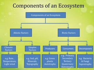 Components of an Ecosystem
e.g. Soil, pH,
Minerals,
Topography
e.g. Green
plants
Autotrophs
e.g. Primary
Secondary
Tertiary
Quaternary
Hetrotrophs
e.g. Bacteria
& Fungi
Saprotrophs
e.g. Rain ,
Temperature,
Light wind
DecomposersConsumersProducers
Edaphic
Factors
Climatic
Factors
Biotic FactorsAbiotic Factors
Components of an Ecosystem
7
 
