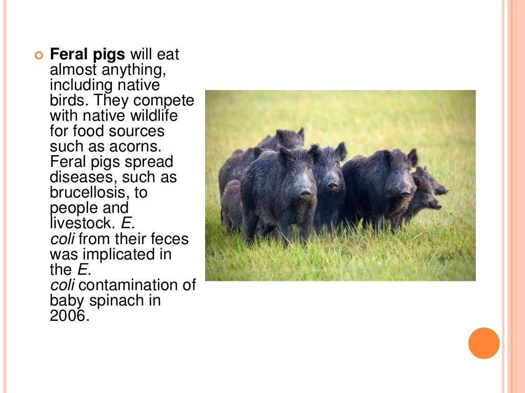 Biological Invasion Ecology