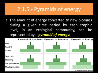 2.1.5.- Pyramids of energy
• The amount of energy converted to new biomass
  during a given time period by each trophic
  level, in an ecological community, can be
  represented by a pyramid of energy.
 