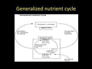 Generalized nutrient cycle
 
