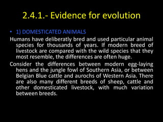 2.4.1.- Evidence for evolution
• 1) DOMESTICATED ANIMALS
Humans have deliberatly bred and used particular animal
  species for thousands of years. If modern breed of
  livestock are compared with the wild species that they
  most resemble, the differences are often huge.
Consider the differences between modern egg-laying
  hens and the jungle fowl of Southern Asia, or between
  Belgian Blue cattle and aurochs of Western Asia. There
  are also many different breeds of sheep, cattle and
  other domesticated livestock, with much variation
  between breeds.
 