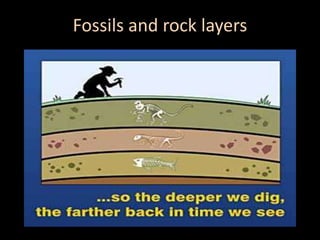 Fossils and rock layers
 