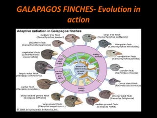 GALAPAGOS FINCHES- Evolution in
           action
 