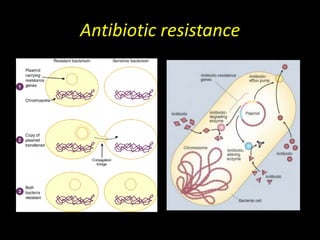 Antibiotic resistance
 