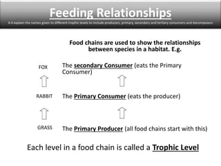 Food chains are used to show the relationships
between species in a habitat. E.g.
The secondary Consumer (eats the Primary
Consumer)
The Primary Consumer (eats the producer)
The Primary Producer (all food chains start with this)
RABBIT
FOX
GRASS
Each level in a food chain is called a Trophic Level
Feeding Relationships
4.4 explain the names given to different trophic levels to include producers, primary, secondary and tertiary consumers and decomposers
 