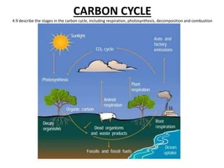 CARBON CYCLE
4.9 describe the stages in the carbon cycle, including respiration, photosynthesis, decomposition and combustion
 