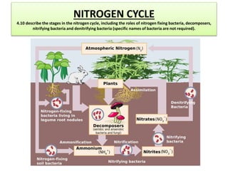 NITROGEN CYCLE
4.10 describe the stages in the nitrogen cycle, including the roles of nitrogen fixing bacteria, decomposers,
nitrifying bacteria and denitrifying bacteria (specific names of bacteria are not required).
 