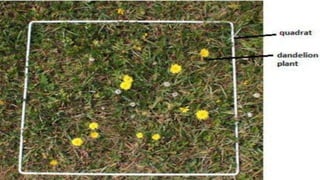 Concept of community and sampling methods | PPTX