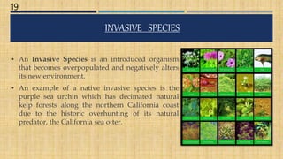 INVASIVE SPECIES
• An Invasive Species is an introduced organism
that becomes overpopulated and negatively alters
its new environment.
• An example of a native invasive species is the
purple sea urchin which has decimated natural
kelp forests along the northern California coast
due to the historic overhunting of its natural
predator, the California sea otter.
19
 