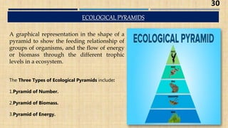 The Three Types of Ecological Pyramids include:
1.Pyramid of Number.
2.Pyramid of Biomass.
3.Pyramid of Energy.
A graphical representation in the shape of a
pyramid to show the feeding relationship of
groups of organisms, and the flow of energy
or biomass through the different trophic
levels in a ecosystem.
30
 
