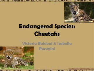 Endangered Species:
    Cheetahs
 Victoria Baldoni & Isabella
          Perugini
 