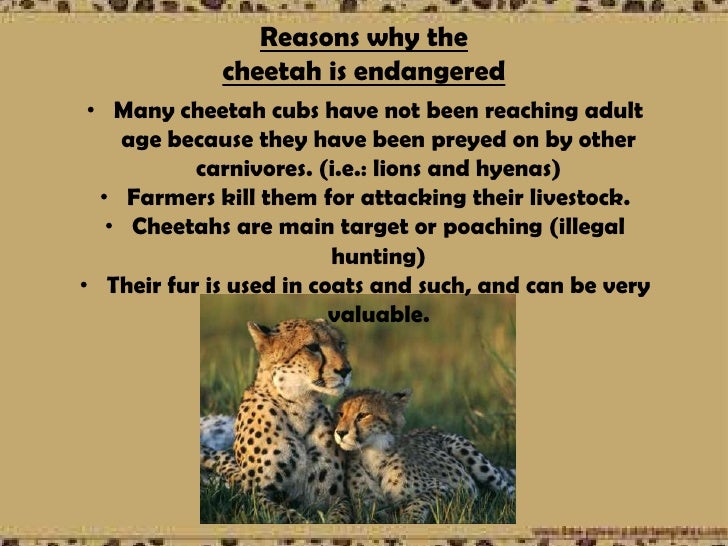 the asiatic cheetah essay The asiatic cheetah including divyabhanusinh chavda and m k ranjitsinh presented their papers a report on the feasibility of cheetah reintroduction in india . the asiatic cheetah essay The asiatic cheetah including divyabhanusinh chavda and m k ranjitsinh presented their papers a report on the feasibility of cheetah reintroduction in india .