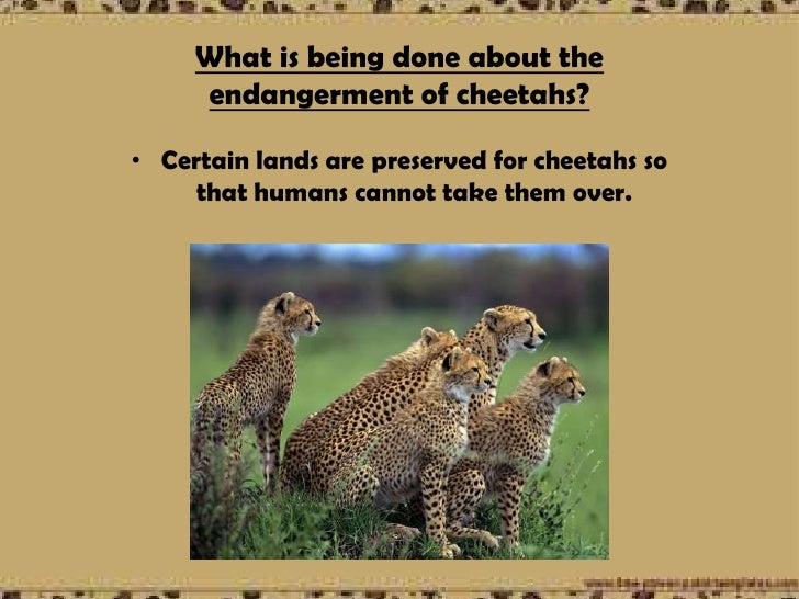 the endangerment of the cheetah Considerable effort has been put into conservation of the critically endangered asiatic cheetah acinonyx jubatus venaticusin iran during the. the endangerment of the cheetah Considerable effort has been put into conservation of the critically endangered asiatic cheetah acinonyx jubatus venaticusin iran during the.