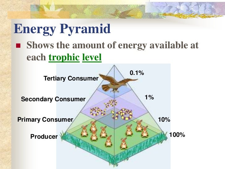 Does Photosynthesis Make Energy Available To Food Chains Does Photosynthesis Make Energy Available To Food Chains